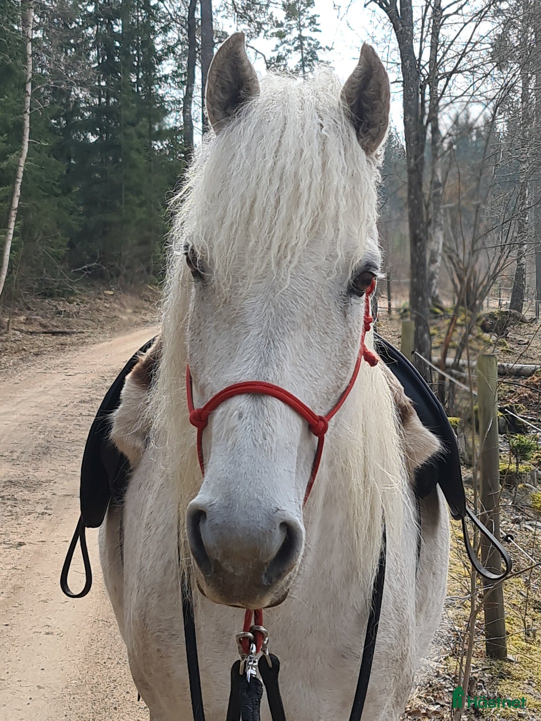 Allround hästar till salu: American curly-sto  i Vetlanda - Annons 2