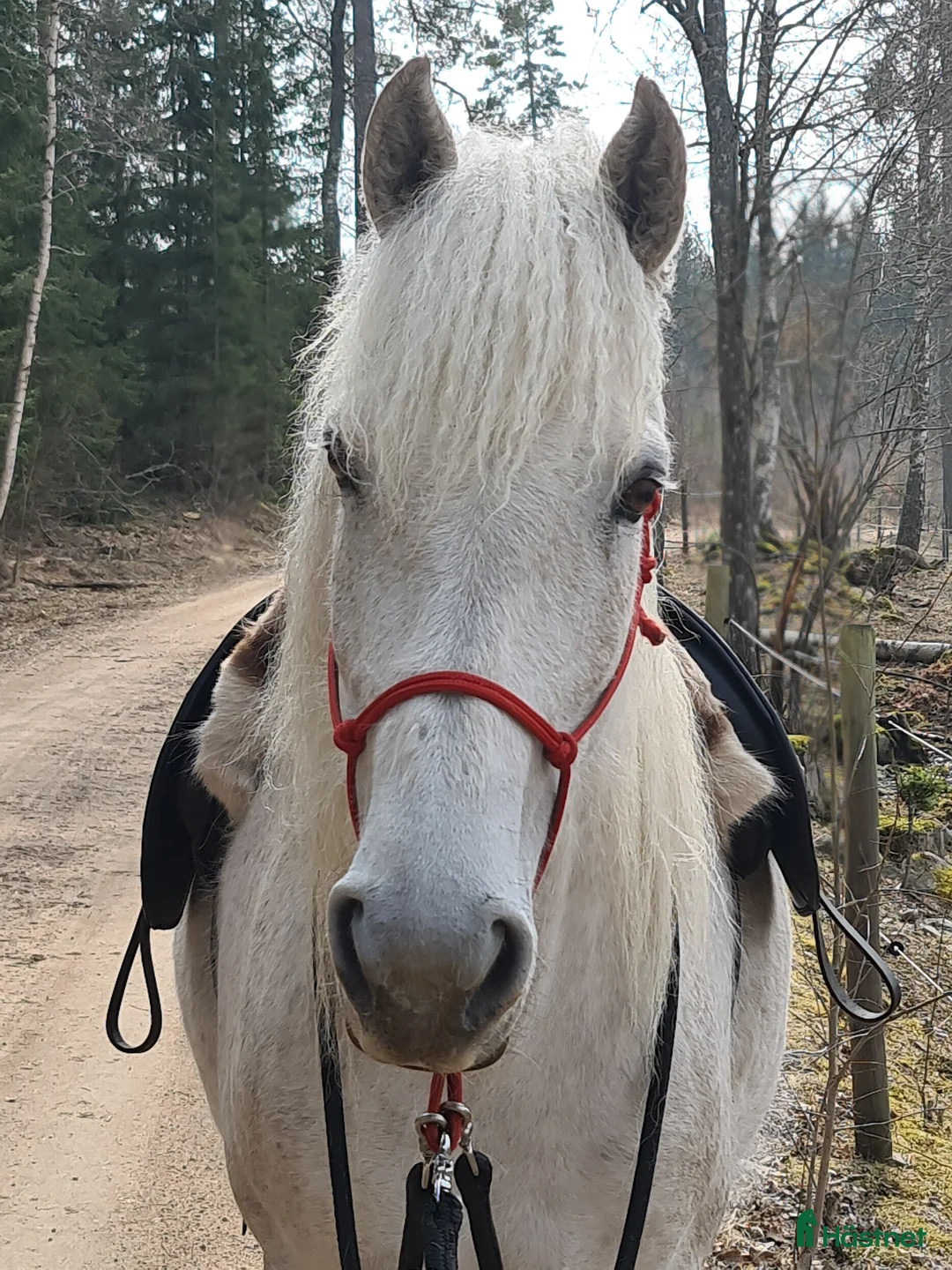 Allround hästar till salu: American curly-sto  i Vetlanda - Annons 2