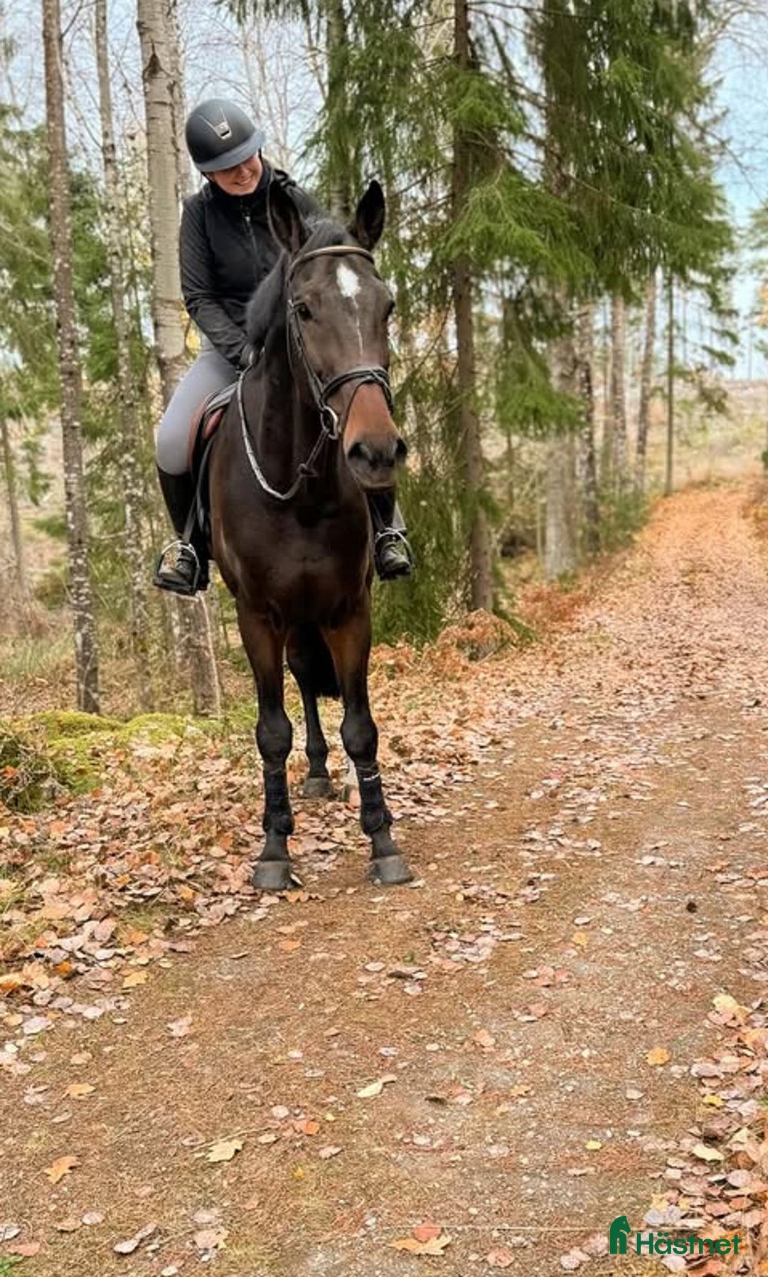 Hoppning hästar till salu: Läromästare i hoppning, perfekt juniorhäst  i Sparreholm - Annons 3