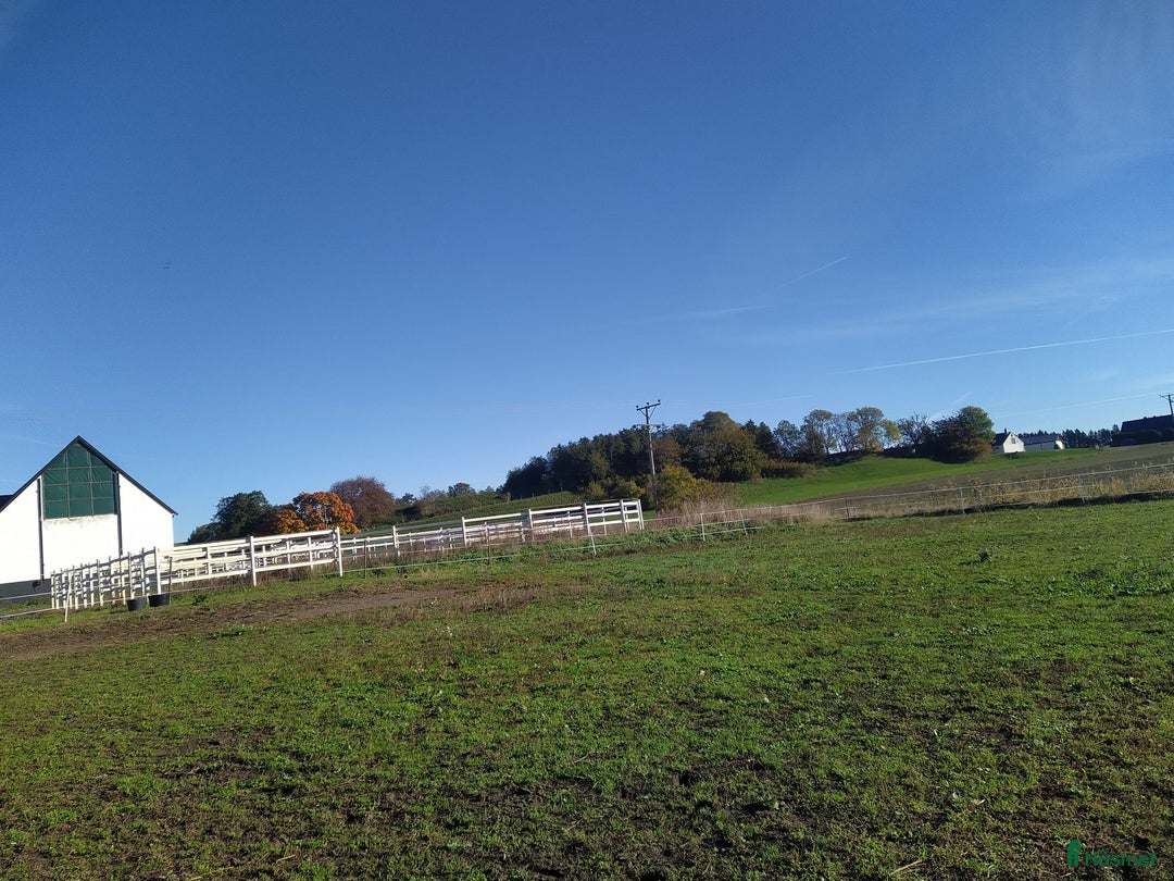  stallplats finnes: Hästboxar att hyra på en fantastisk tomt.  i Tomelilla - Annons 2