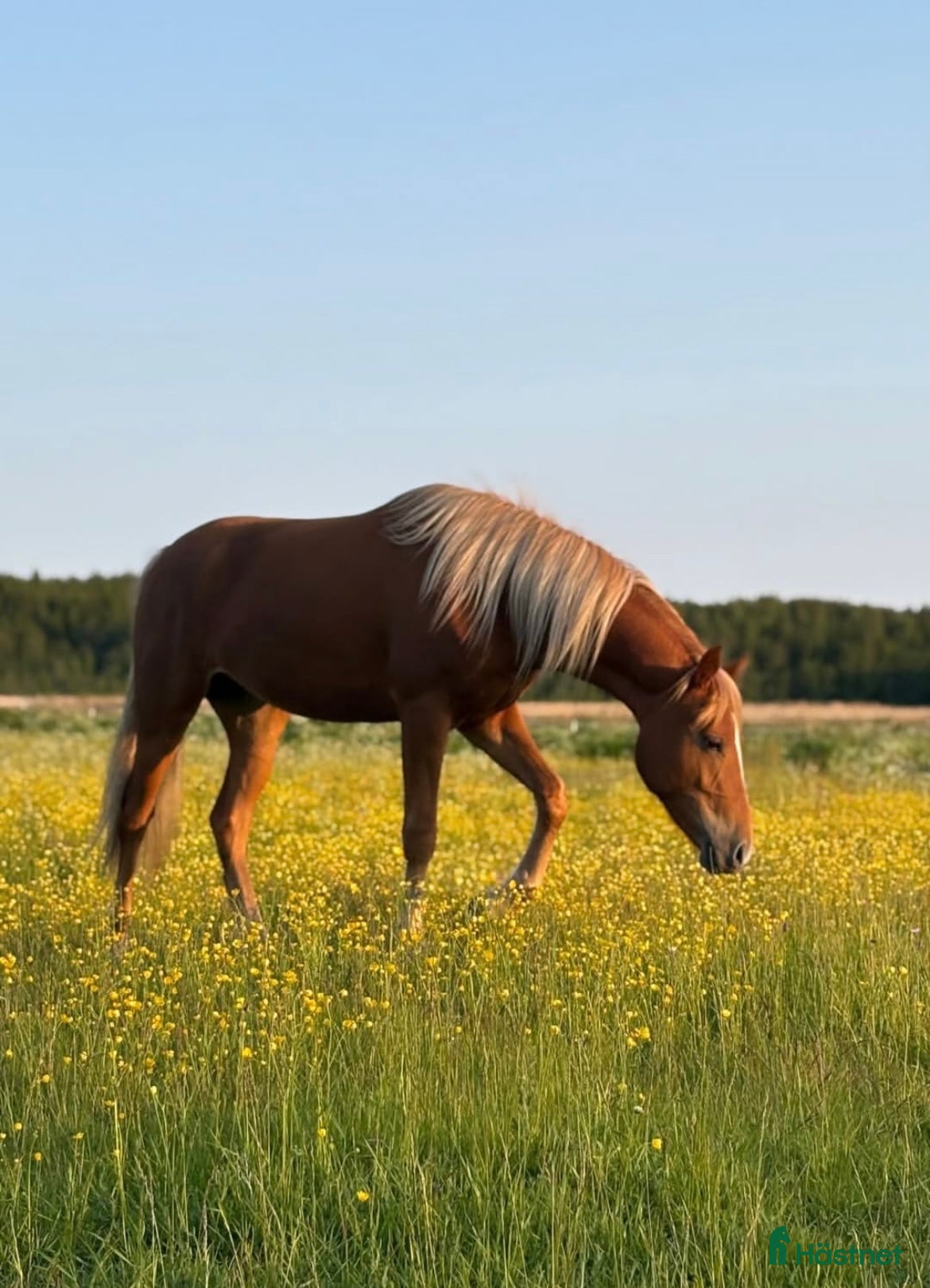  hästar Unik 3-åring med karisma - Annons 1
