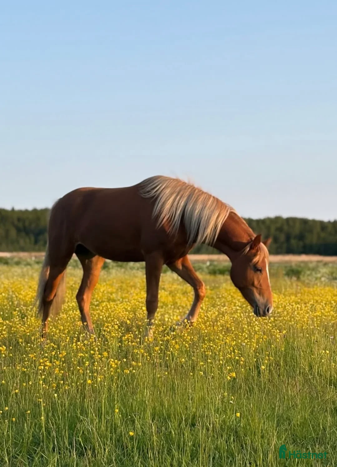 Allround hästar till salu: Unik 3-åring med karisma - Annons 1