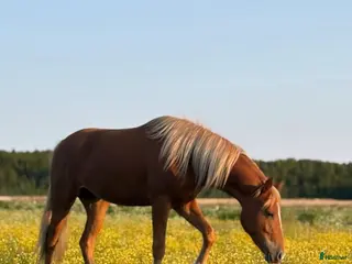 hästar Unik 3-åring med karisma - Annons 1