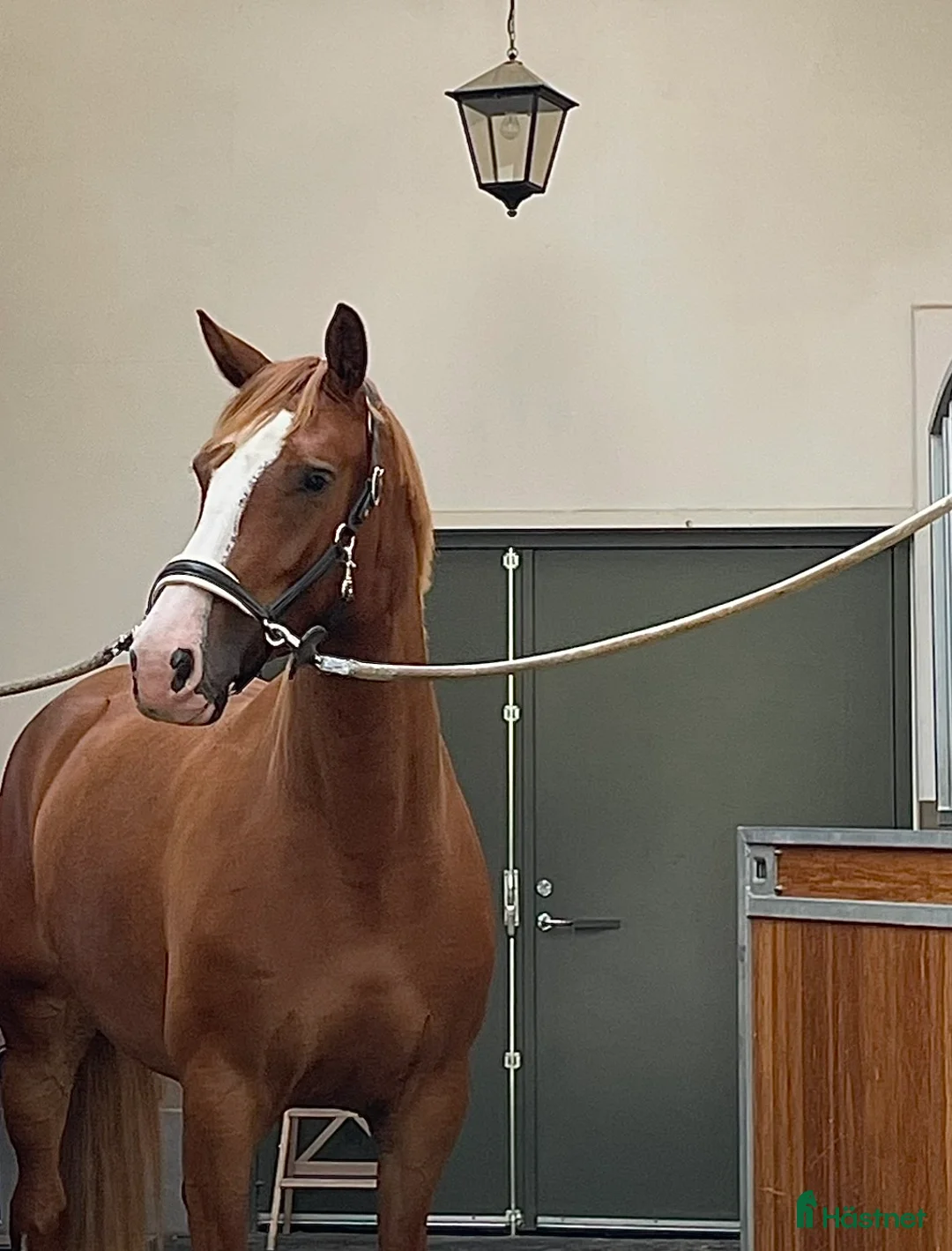 Hoppning hästar till salu: En guldtjej - Annons 5