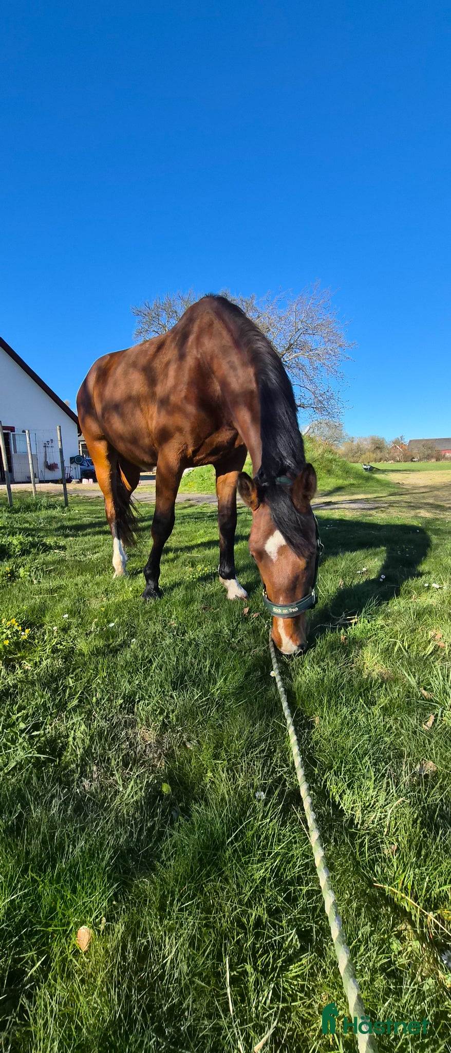  hästar Otroligt trevlig lovande treåring - Annons 2