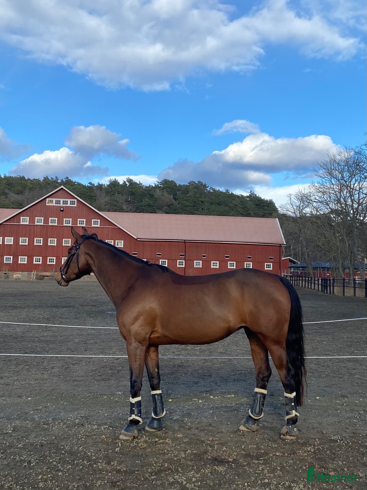  hästar Fin allroundhäst SWB - Annons 2