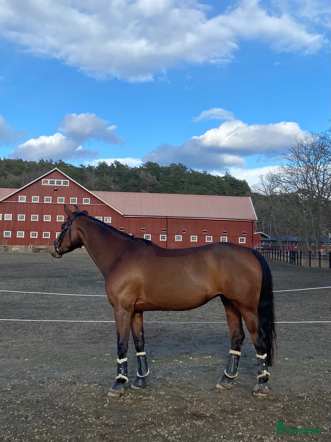 Allround hästar till salu: Fin allroundhäst SWB - Annons 2