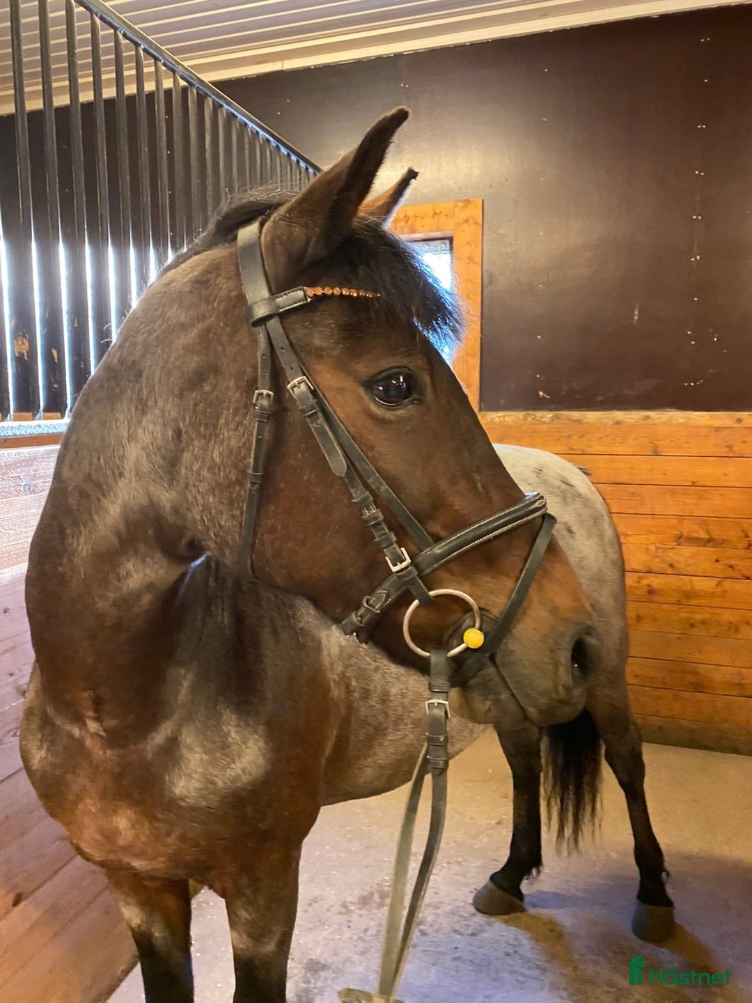 Allround hästar till salu: 🌟Trevlig läromästare🌟 i Skellefteå - Annons 3