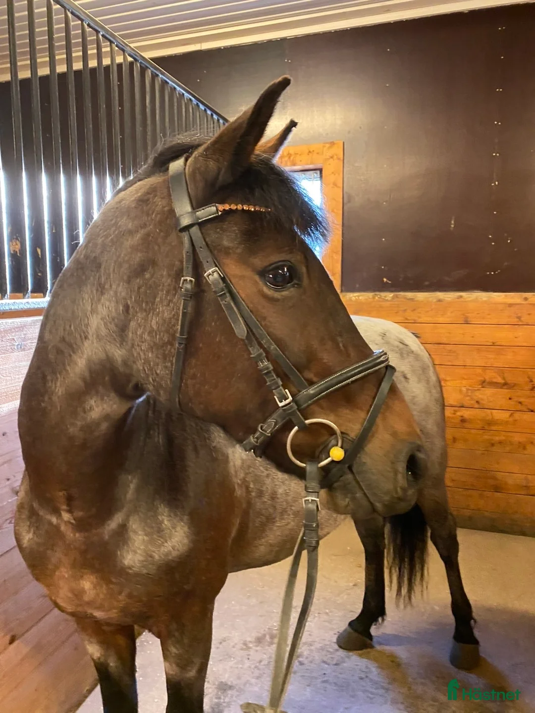 Allround hästar till salu: 🌟Trevlig läromästare🌟 i Skellefteå - Annons 3