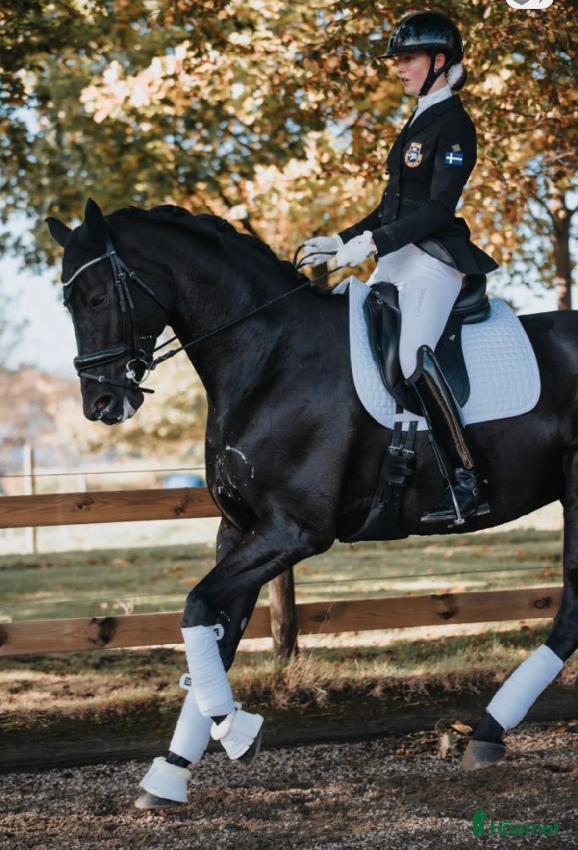  hästar Sagohäst! - Annons 2