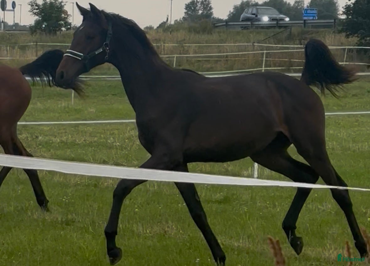  hästar 2-åring med starkt möderne - Annons 18