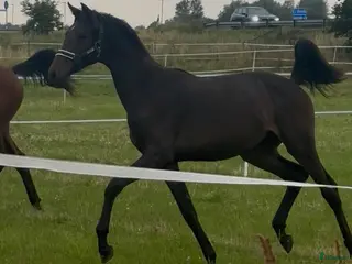 hästar 2-åring med starkt möderne - Annons 18