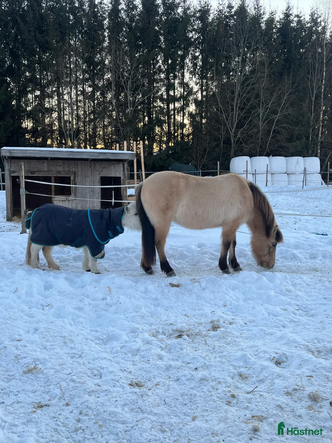  foderhäst finnes: Vänliga Tindra söker fodervärd i Valbo - Annons 2