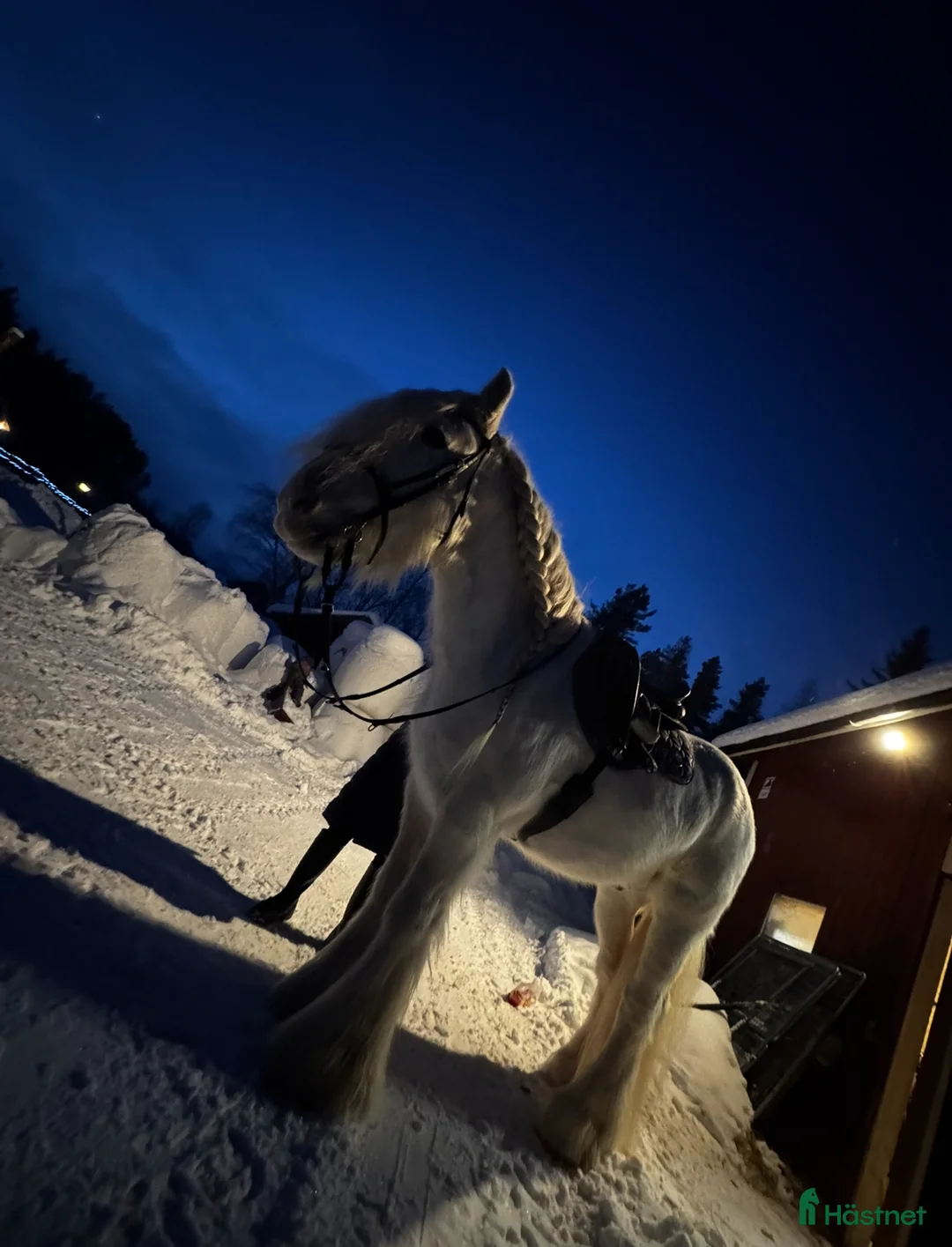 Allround hästar till salu: Vitt prins - Annons 15