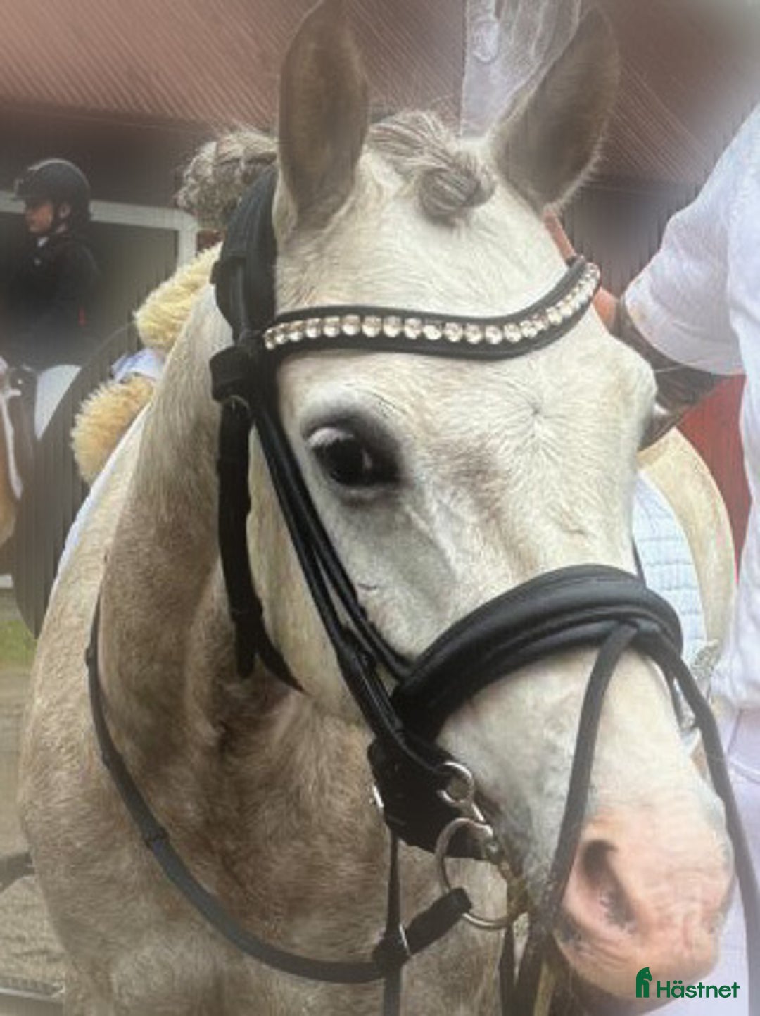 Dressyr hästar till salu: Välutbildad B-ponny för satsande dressyrryttare  i Ösmo - Annons 2