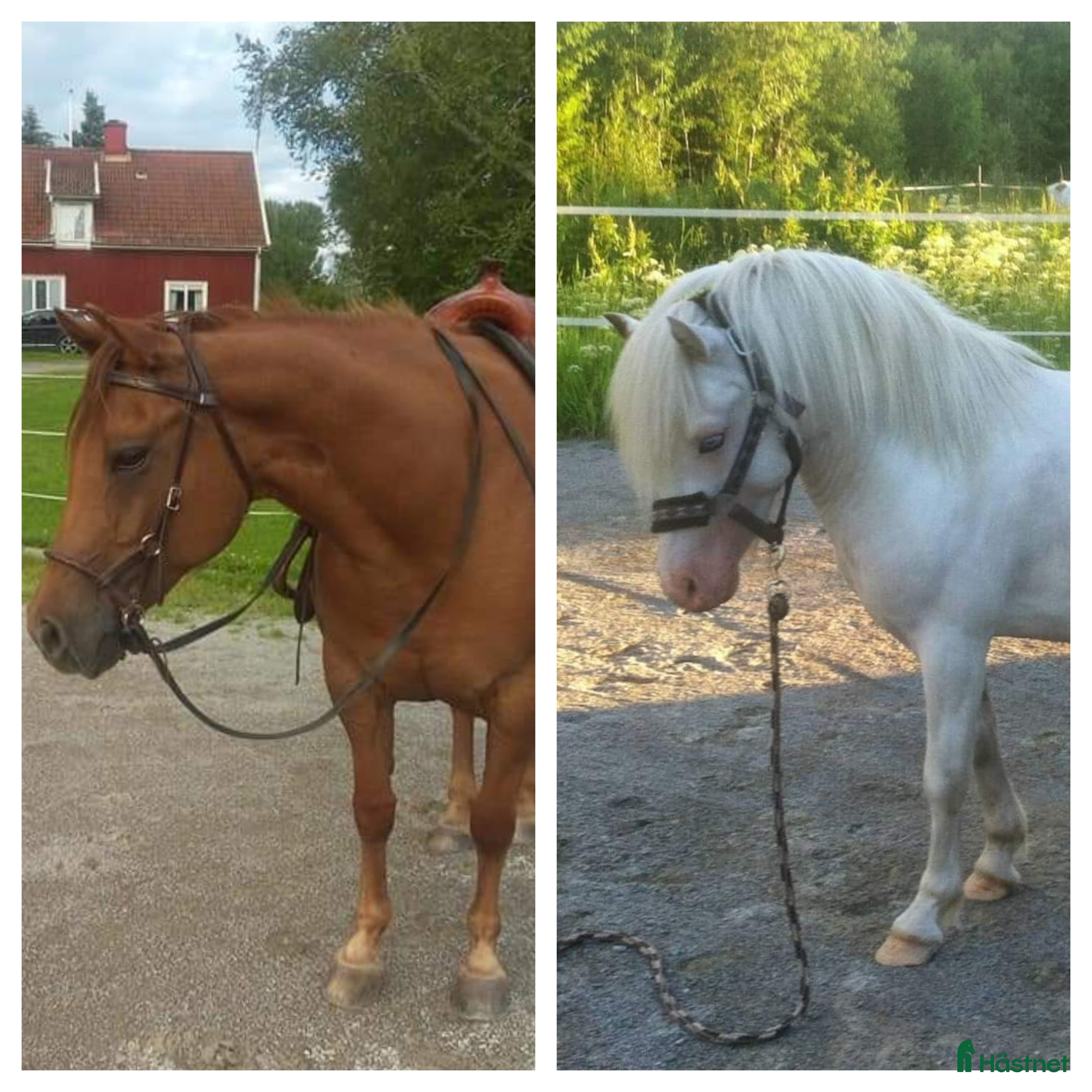  hästar B-ponny och Quarter  i Uråsa - Annons 18