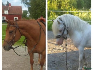 hästar B-ponny och Quarter i Uråsa - Annons 1