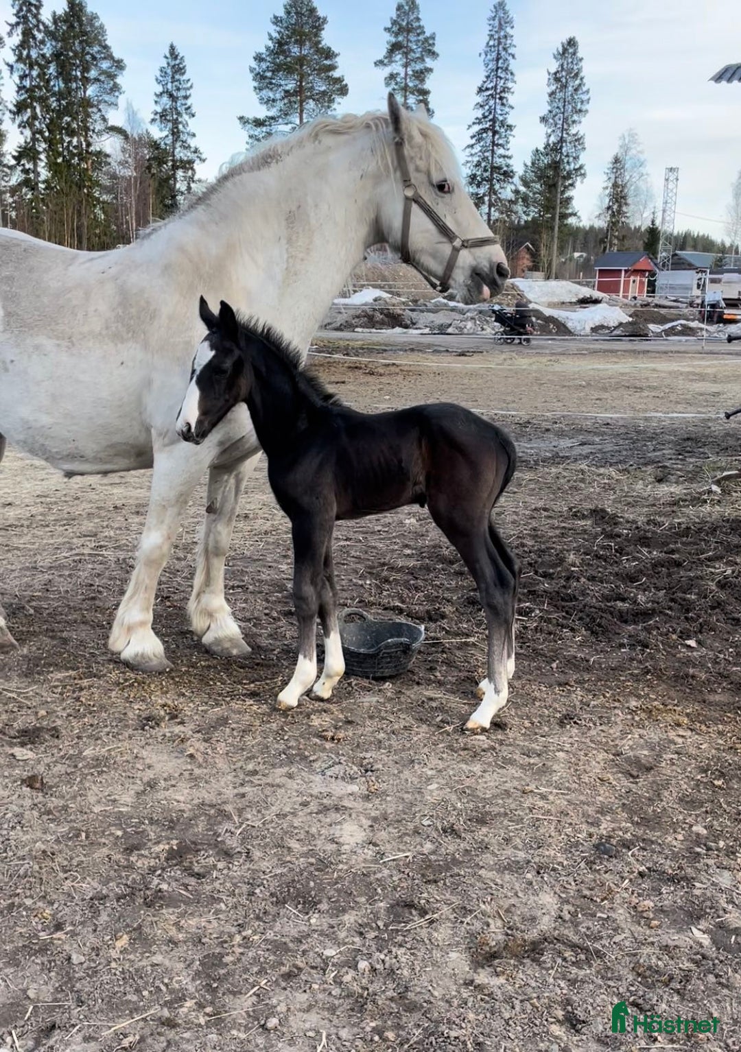 Allround hästar till salu: 1-årig hingst i Norrfjärden - Bild 6