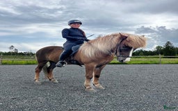 Island hästar till salu: Fyrgångare med mycket aktion  i Gimo - Bild 1