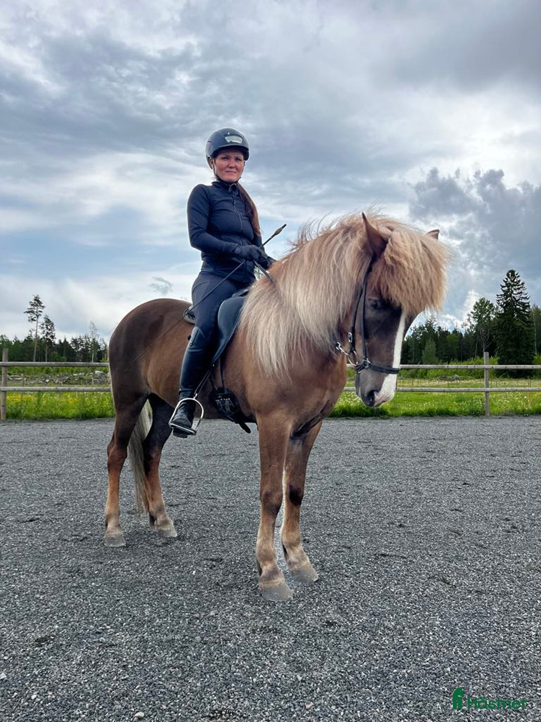 Island hästar till salu: Fyrgångare med mycket aktion  i Gimo - Bild 1