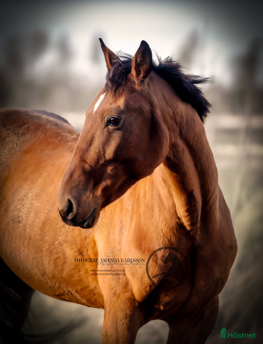 Allround hästar till salu: ✨️Kalle✨️ i Frändefors - Annons 5