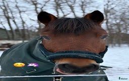  medryttarhäst finnes: Fin dressyrponny söker seriös medryttare  i Ängelholm - Annons 4