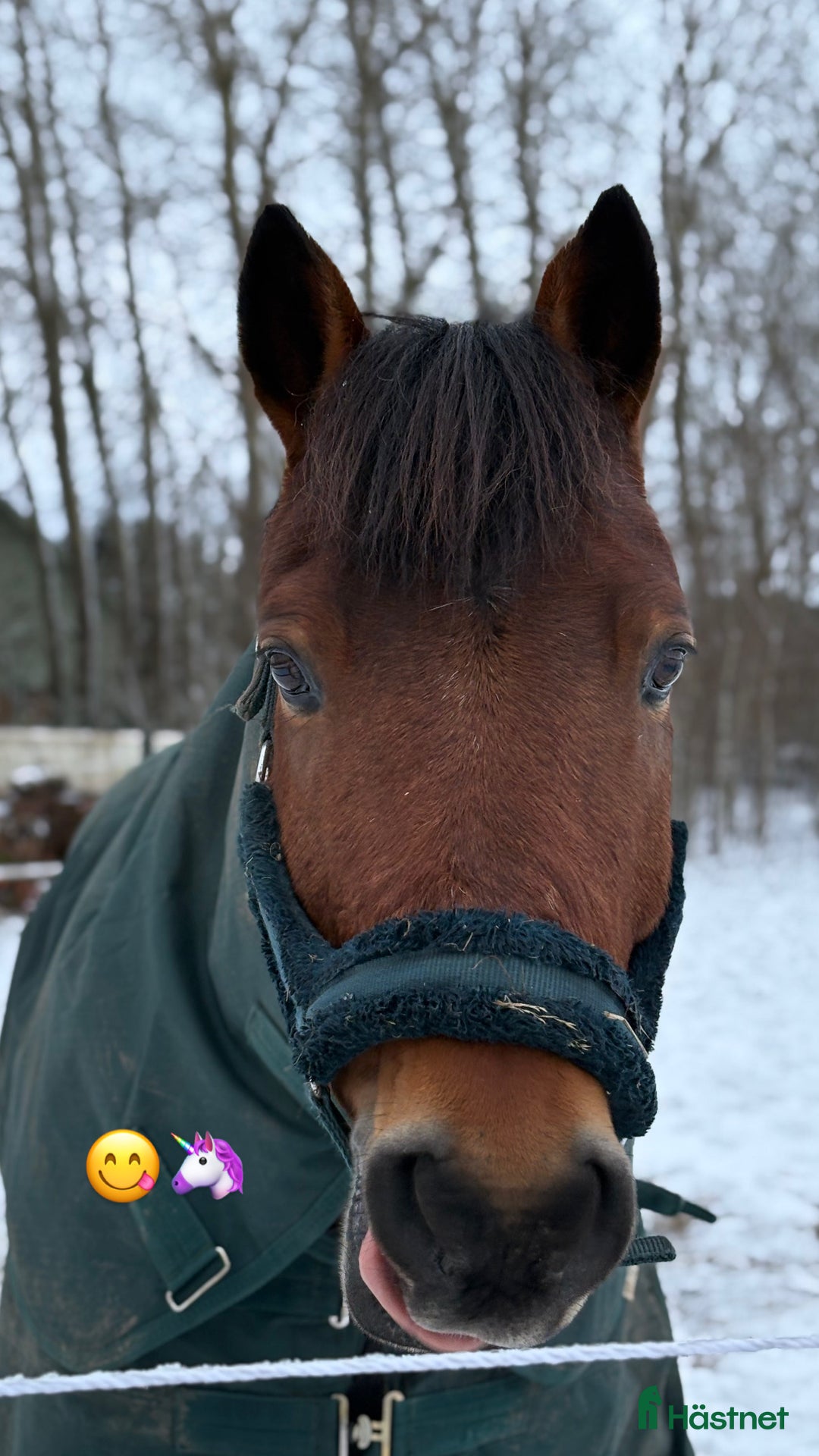  medryttarhäst finnes: Fin dressyrponny söker seriös medryttare  i Ängelholm - Annons 4