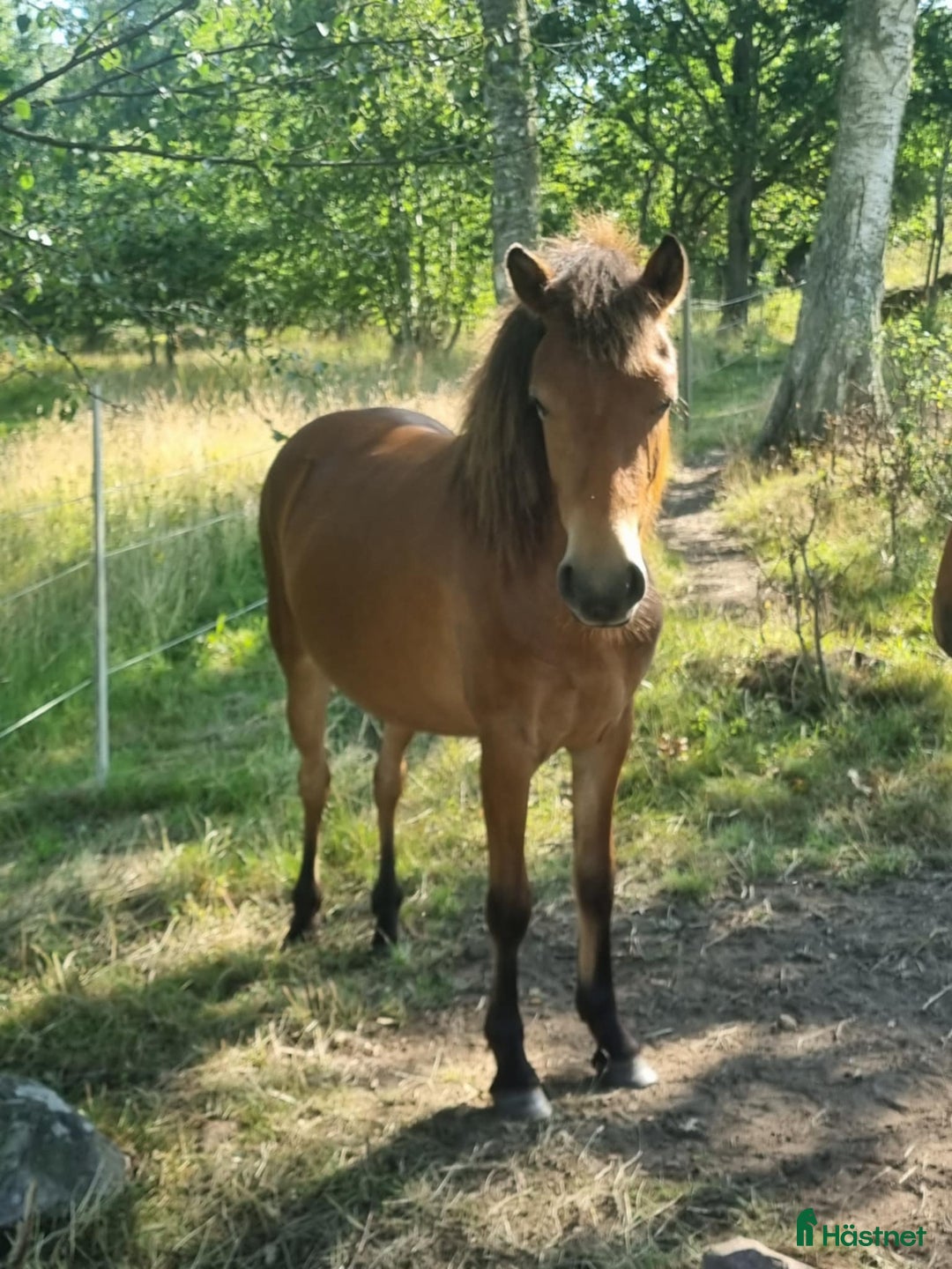 Allround hästar till salu: Shetland Russ Fjord  i Ulrika - Bild 13