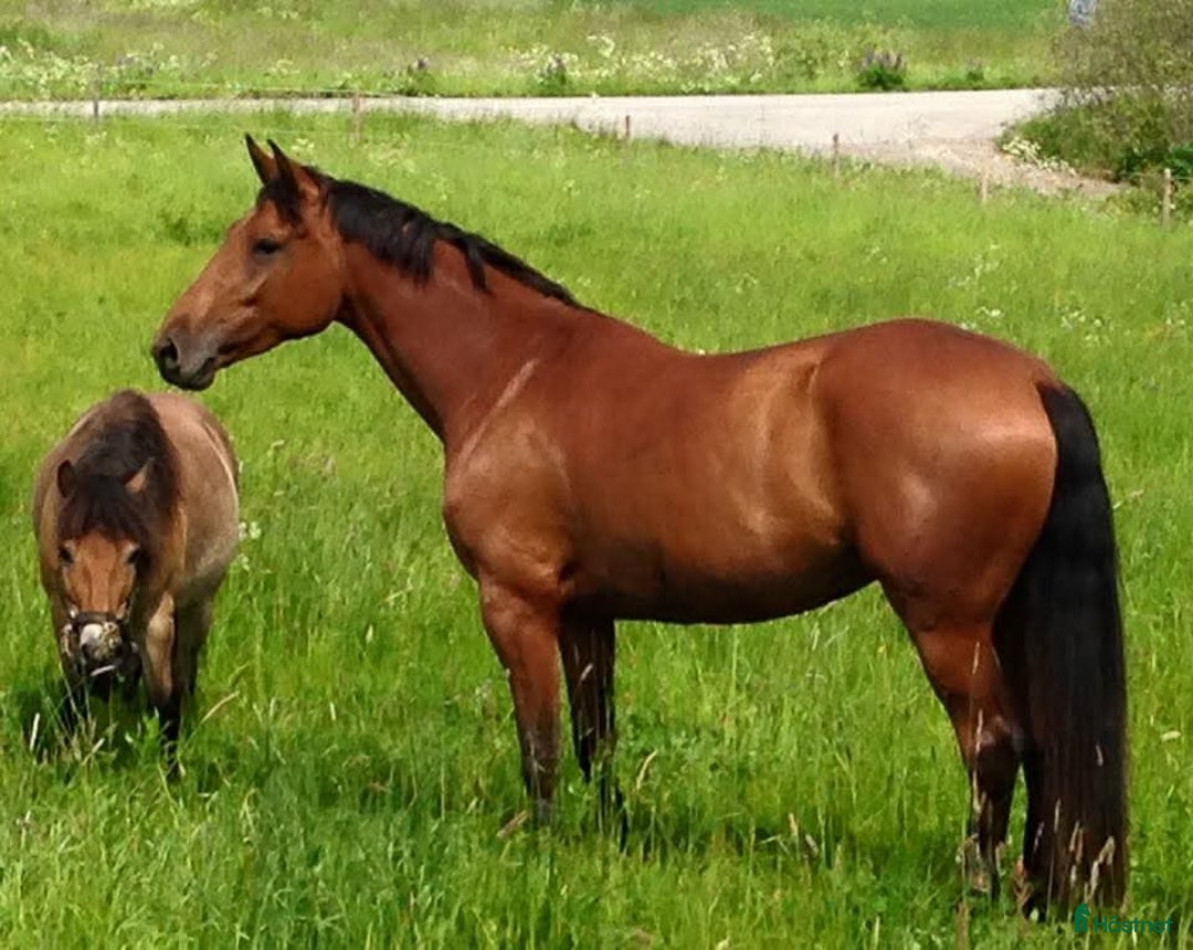 Övrigt hästar till salu: Sto för långa skogsturer, ev. Avel i Västerås - Annons 1