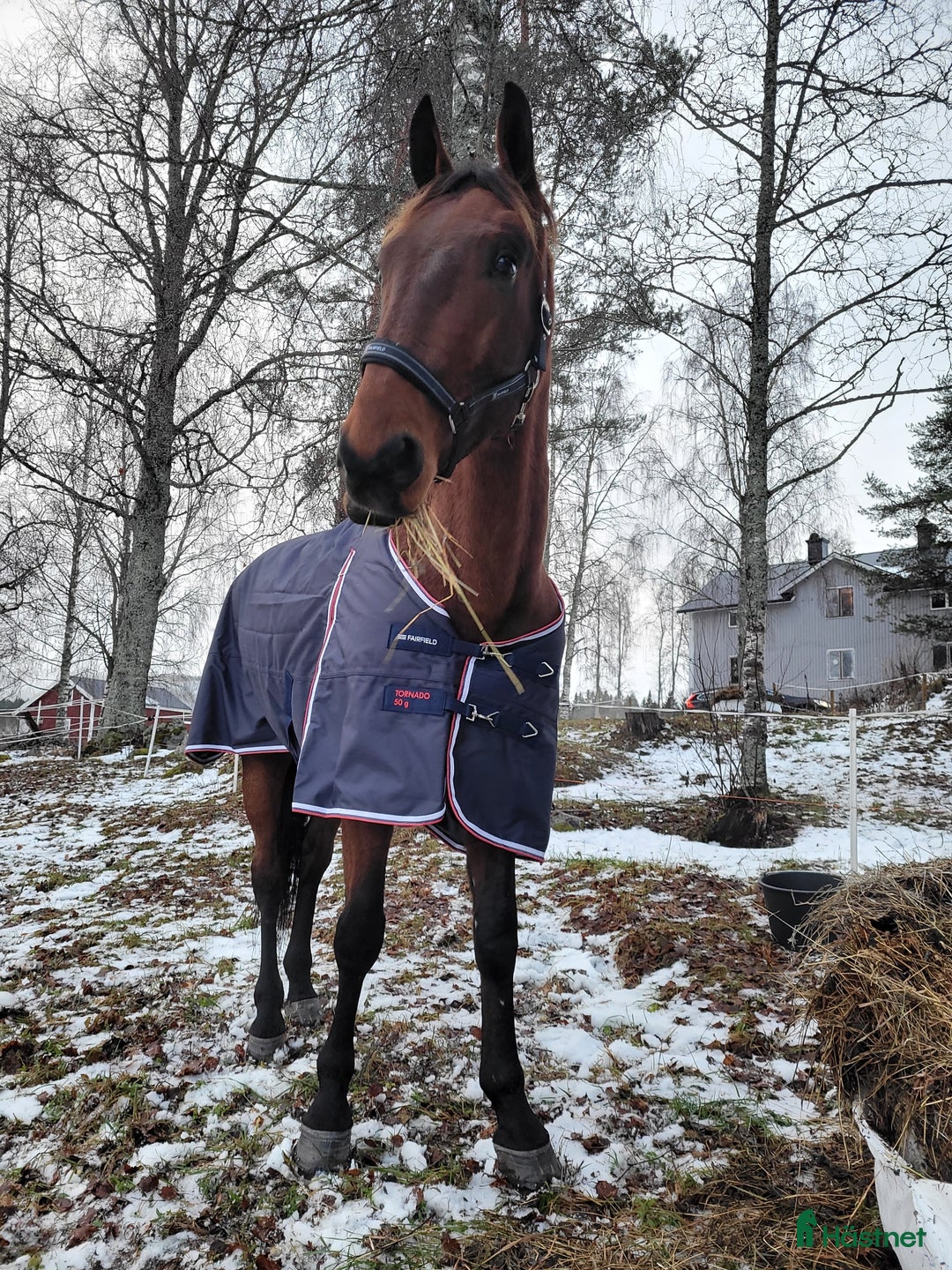 Övrigt hästar till salu: SÖKER NYTT HEM i Skog - Annons 4