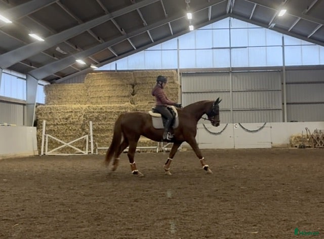  hästar Oslipad diamant för den mycket erfarna ryttaren.  i Åkarp - Annons 3