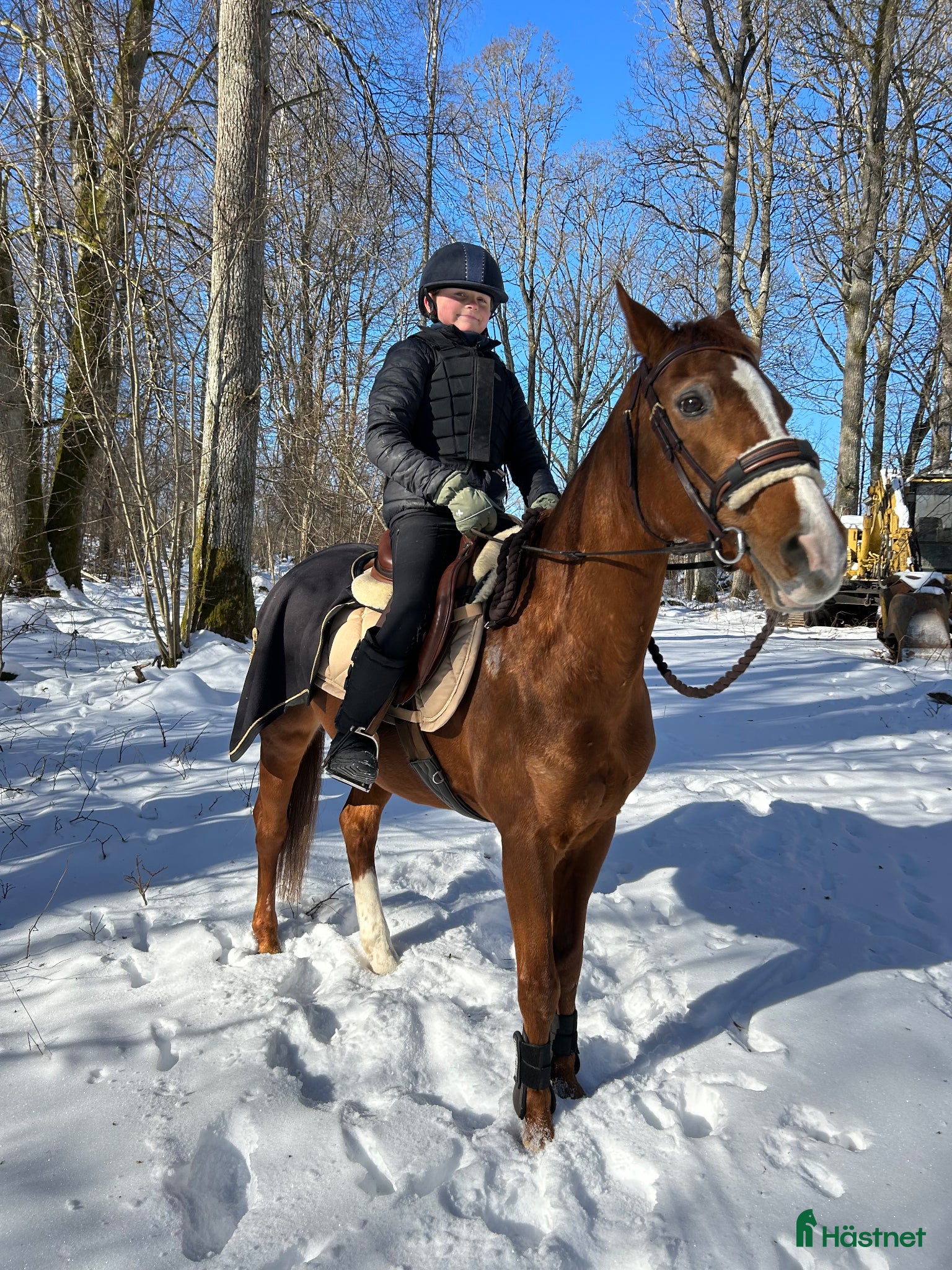  hästar Svensk Ridponny - Annons 18