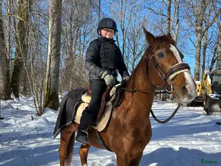 hästar Svensk Ridponny - Annons 18