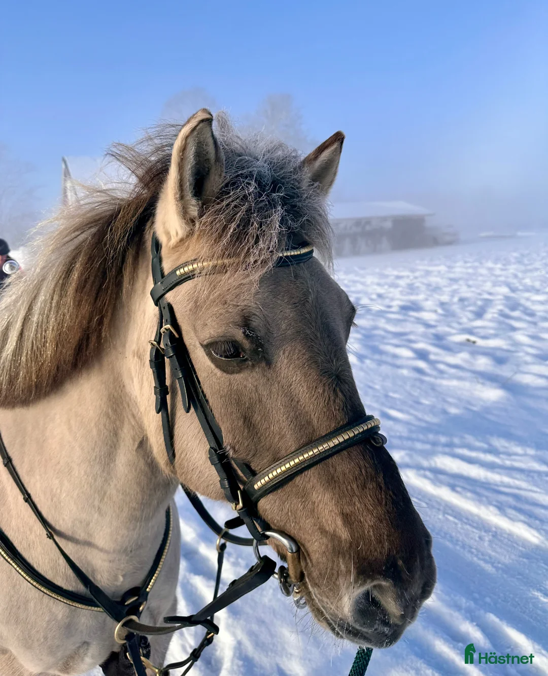 Allround hästar till salu: C-ponny sto - Annons 2