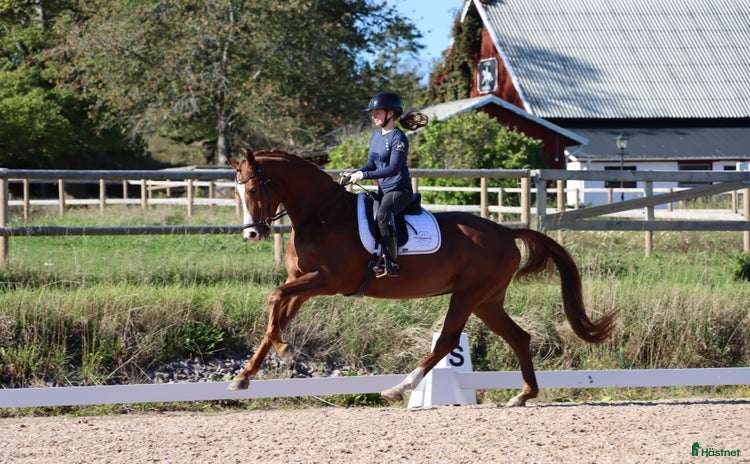  hästar i Tranås - Annons 12