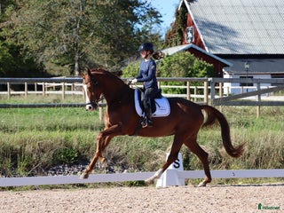 hästar Lovande unghäst för framtiden i Tranås - Annons 17
