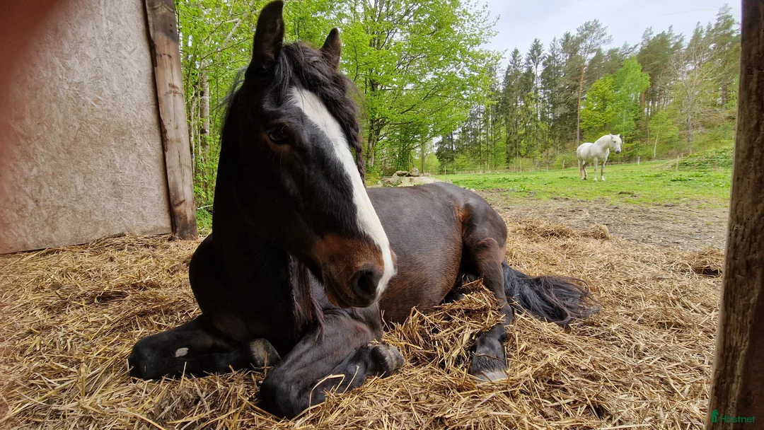 Allround hästar till salu: Underbar kallblodstjej - Annons 5