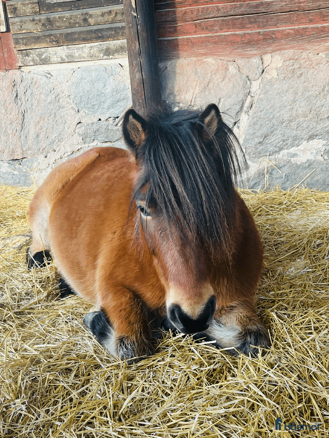 Allround hästar till salu: Allround stark korsning som gillar att hoppa i Söderköping - Annons 23