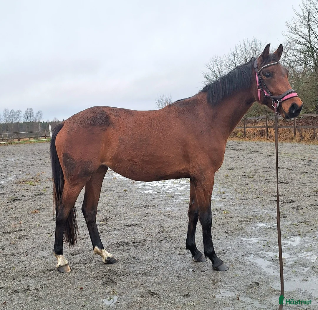 Dressyr hästar till salu: Vackert gångartssto - Annons 6