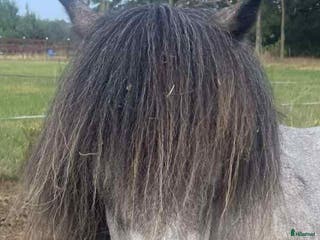 hästar En underbart sällskaplig liten häst! - Annons 9