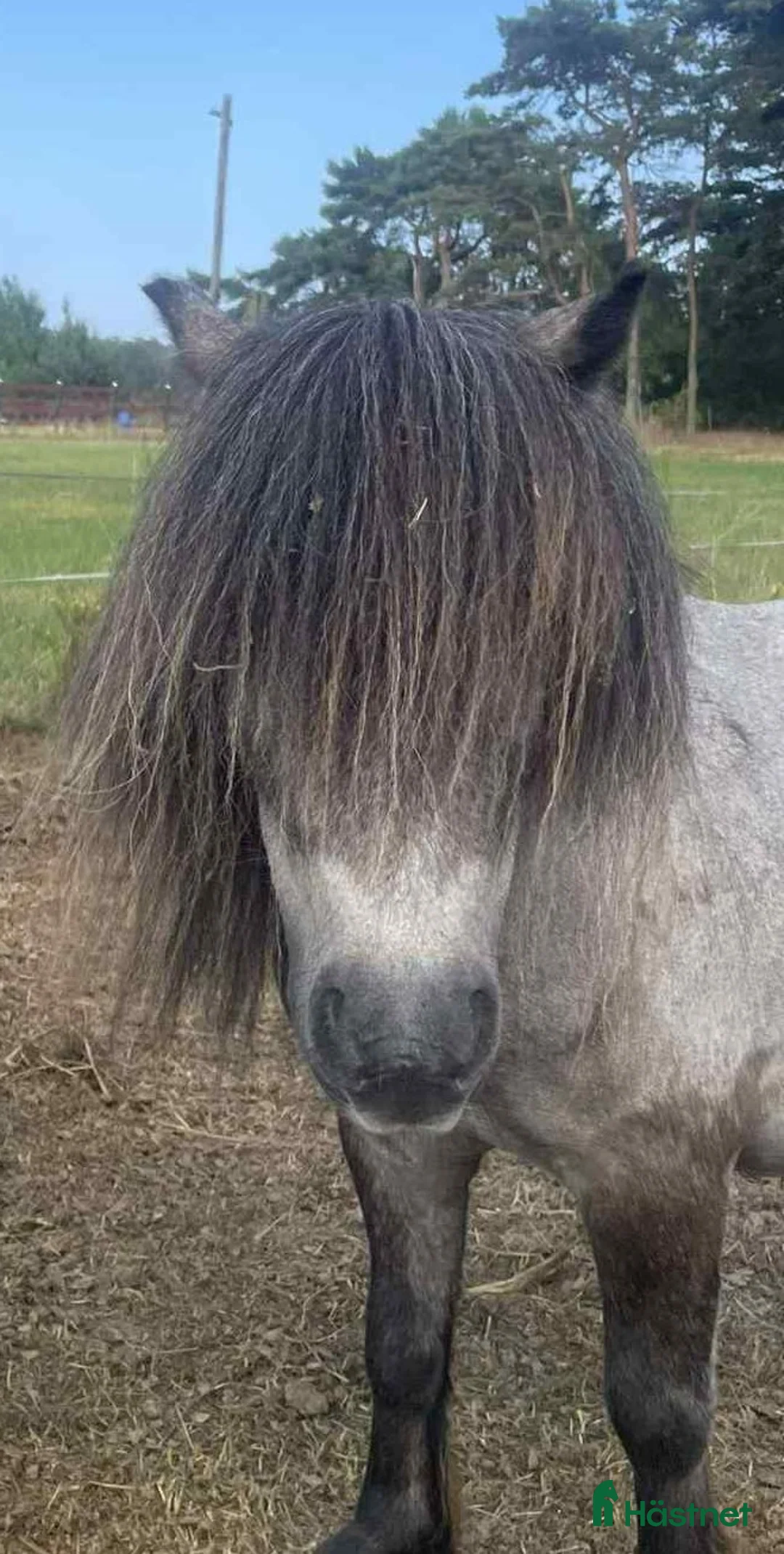 Allround hästar till salu: En underbart sällskaplig liten häst! - Annons 1