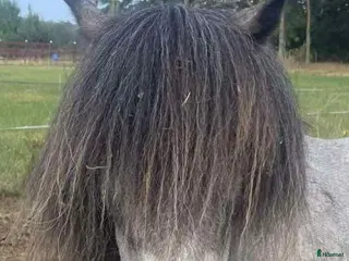 hästar En underbart sällskaplig liten häst! - Annons 13