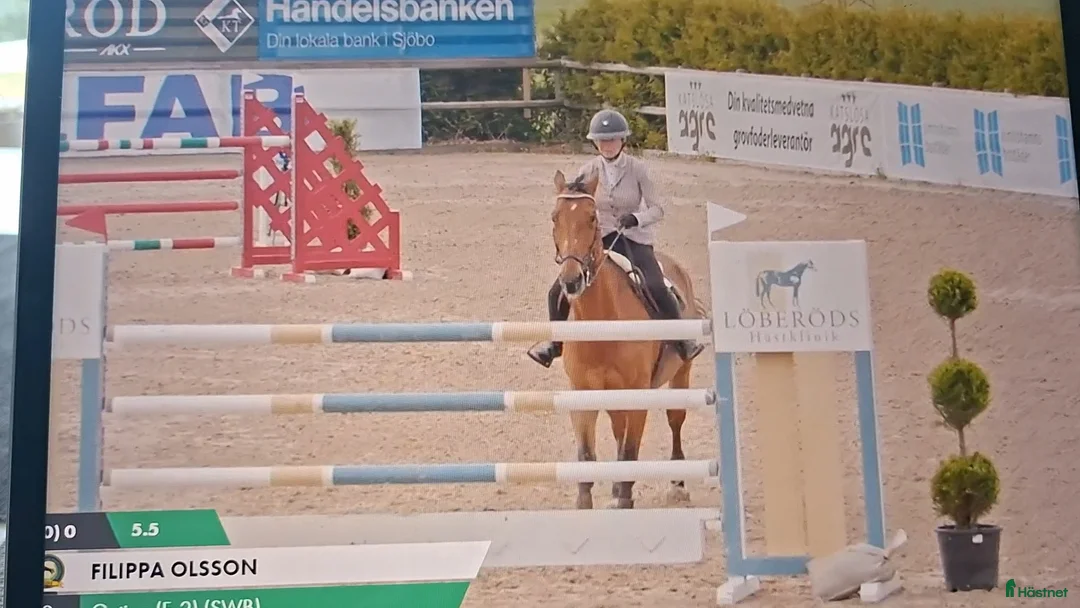 Hoppning hästar till salu: SWB sto (F 2) -08 i Hasslö - Annons 2