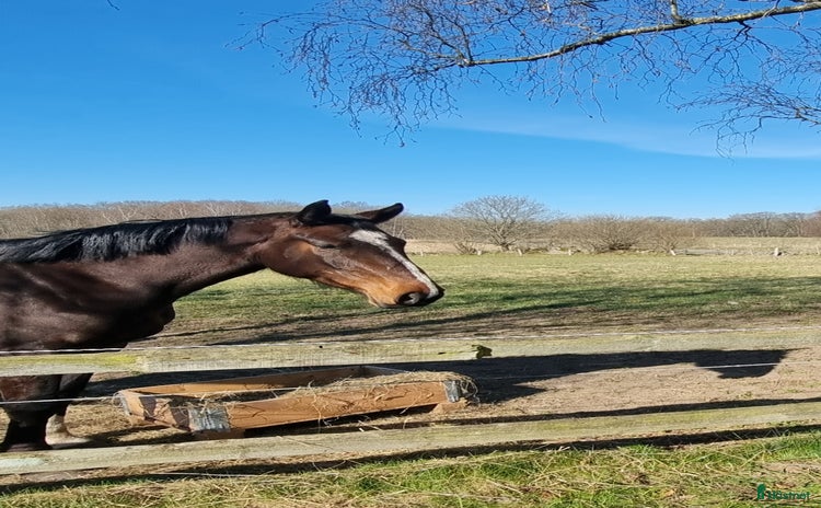  foderhäst Intressekoll för sto med fin stam  i Ljungbyhed - Annons 8