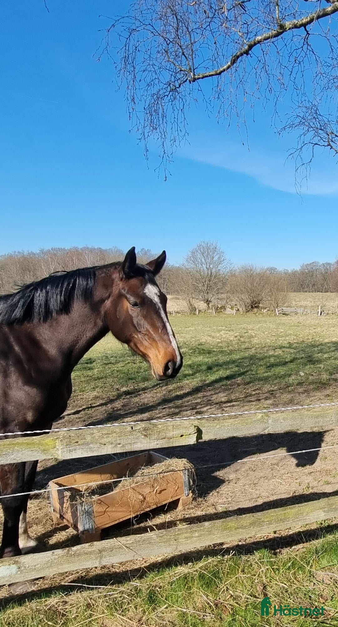  foderhäst finnes: Intressekoll för sto med fin stam  i Ljungbyhed - Annons 1