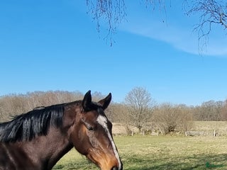 foderhäst Intressekoll för sto med fin stam i Ljungbyhed - Annons 15