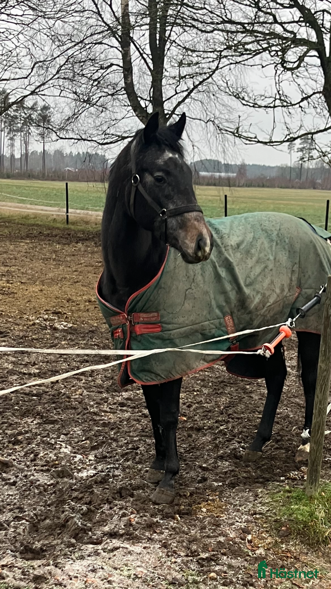 Allround hästar till salu: Trevlig unghäst med utstrålning  i Skara - Annons 2