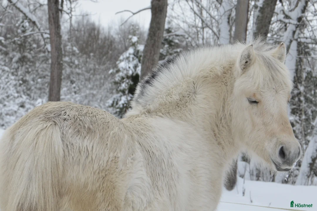 Allround hästar till salu: vitblack åring - Annons 3