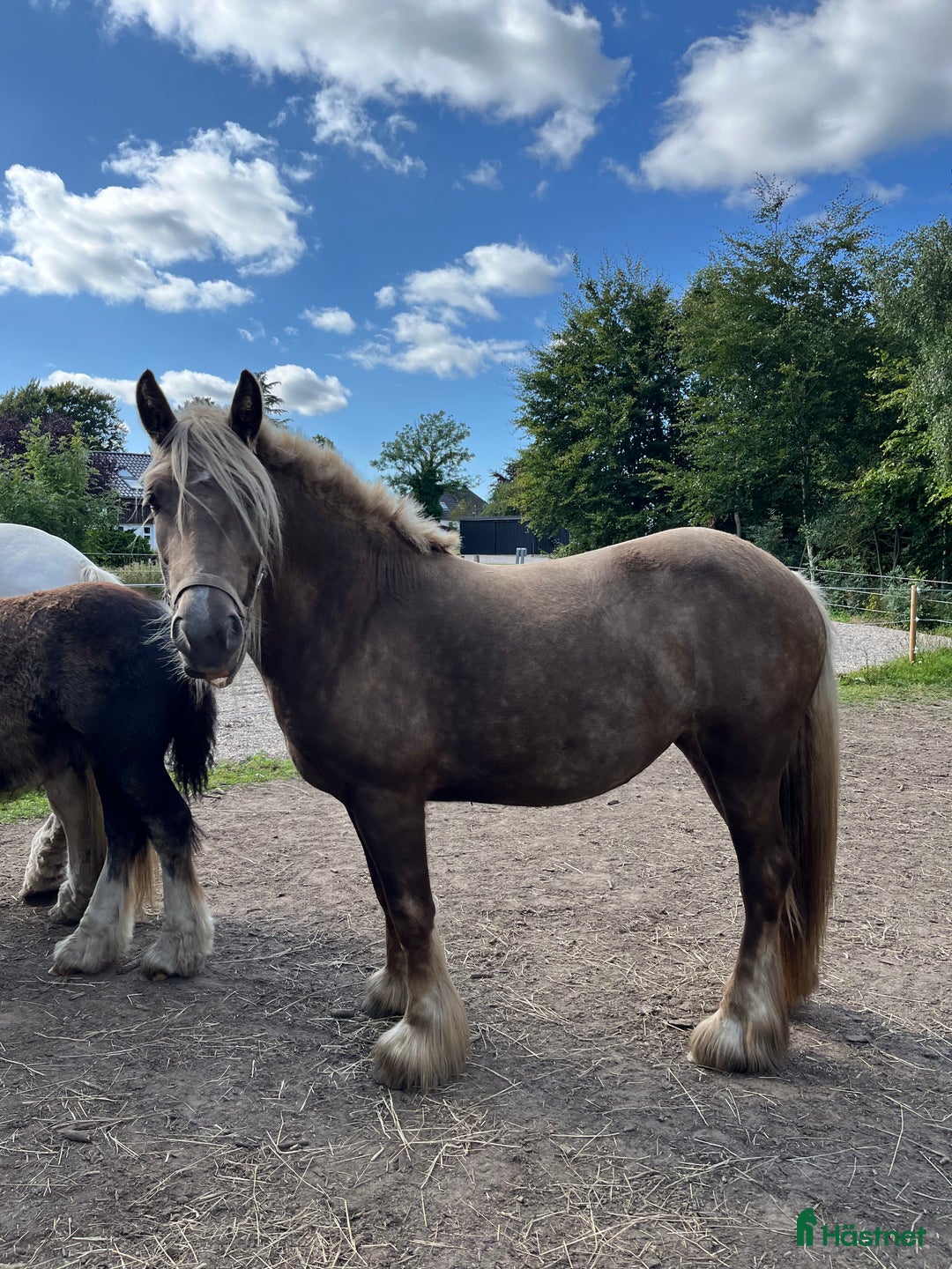 Allround hästar till salu: Tinker Silver hoppe - Annons 2