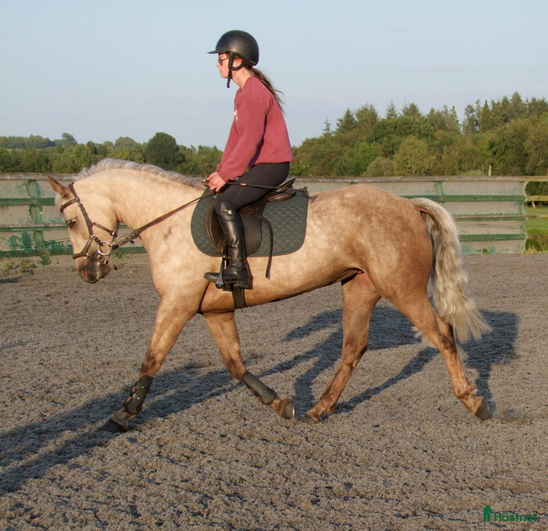 Hoppning hästar till salu: 5 year old with potential for the highest classes i Stockholm-Arlanda - Annons 6